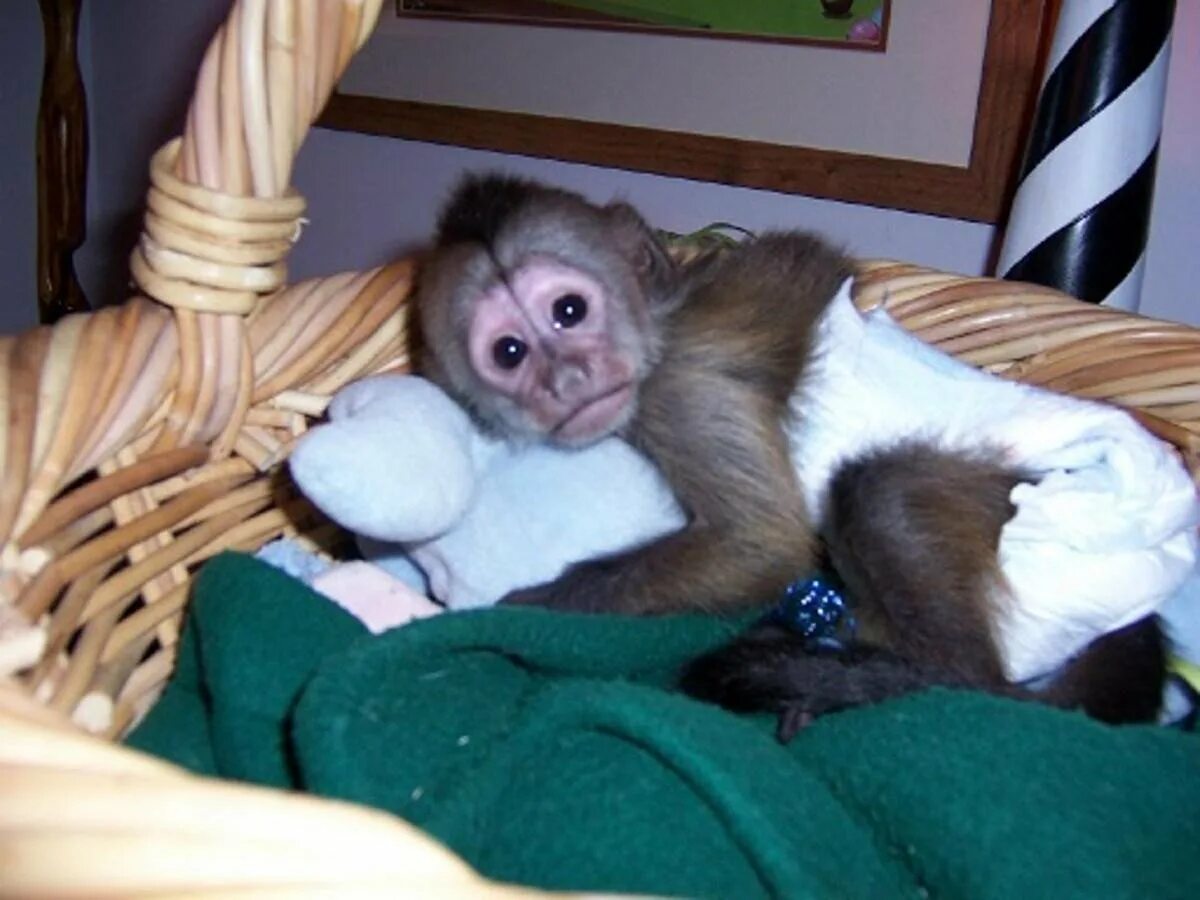 Можно купить обезьяну. Самка капуцина. Capuchin Monkey. Домашняя обезьянка капуцин. Маленькая обезьяна капуцин.
