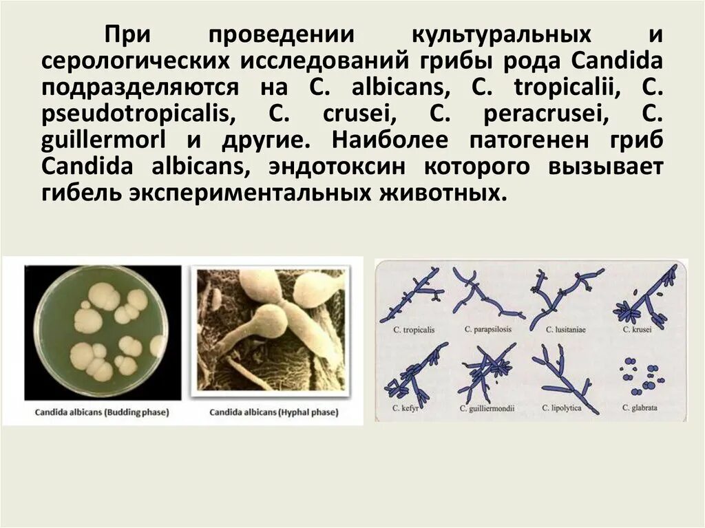 Грибы рода кандида (кандидоз). Грибы кандида микробиология. Мицелий дрожжеподобных грибов. Грибы рода кандида систематика. Грибы по сравнению с бактериями