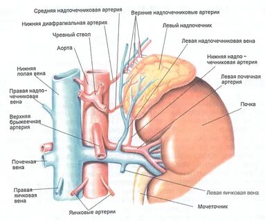 Кровообращение надпочечников