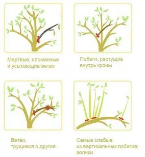 Лучшее время обрезки деревьев