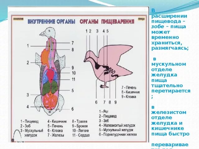 Пищевод зоб. Анатомия пингвина органы. Внутреннее строение пингвина. Внутренне строение пингвина. Строениеттела пингвина.