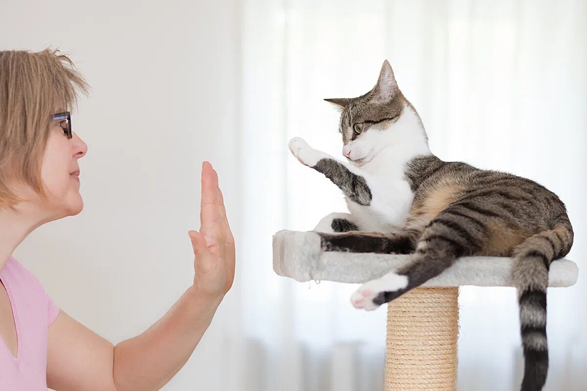 Коты используют людей