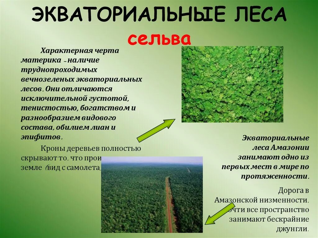 Растительный мир сельвы в южной америке. Сельва это в географии. Что означает сельва. Характерные особенности лесов. Влажные экваториальные леса сельва растения.