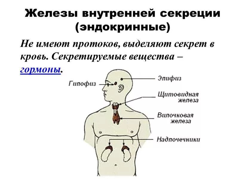 Функции эндокринная система железы внутренней секреции. Эндокринная система железы внутренней и внешней секреции. Физиология желез внутренней секреции физиология. Эндокринная система железы внутренней и смешанной секреции.