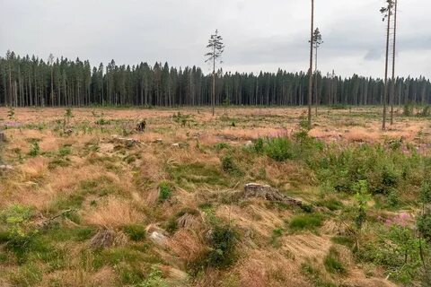 Проект участка лесовосстановления