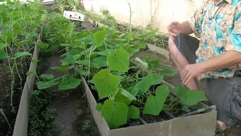 Можно ли сажать огурцы сразу в грунт