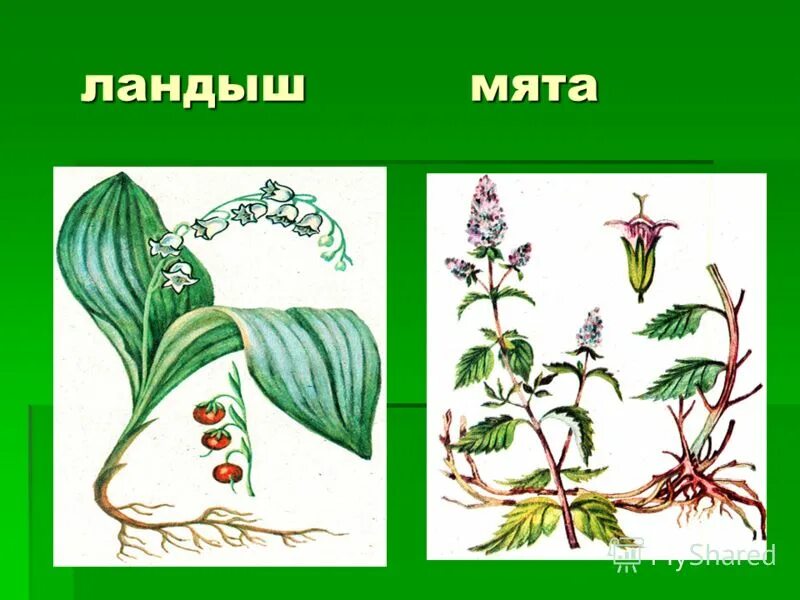 Корневая система ландыша. Корневище ландыша. Мята корневище.