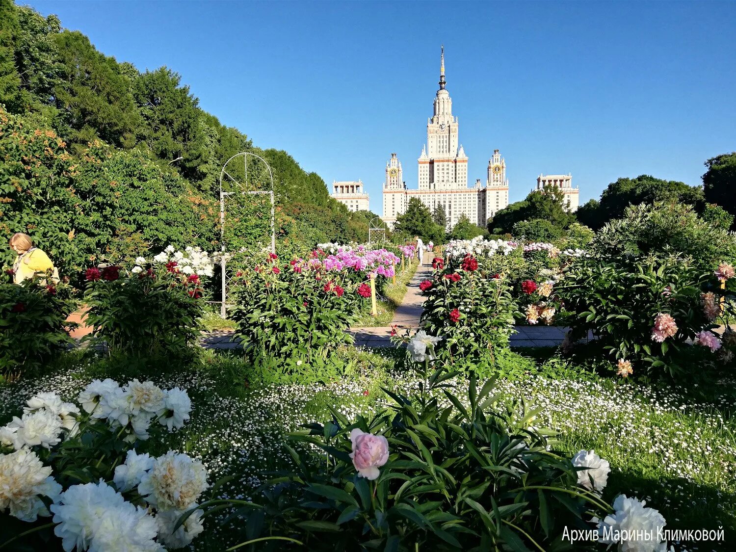 Сад мгу на воробьевых. Пионы ботсад МГУ. Ботанический сад МГУ Москва. Ботанический сад МГУ Воробьевы горы. Ботанический сад биологического факультета МГУ.