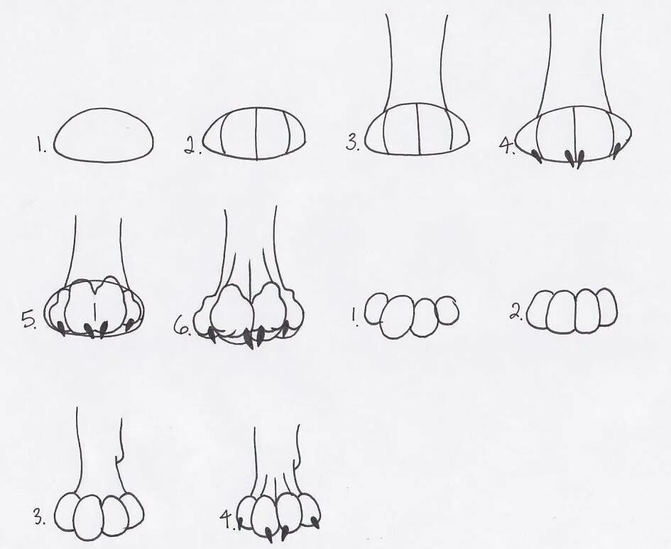 Как рисовать лапку. Кошачья лапка сбоку. Лапа рисунок. Лапы для рисования. Лисья лапа рисунок.