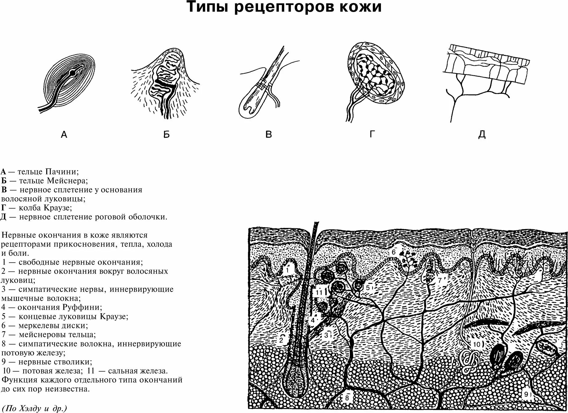 Рецепторы кожи функции. Рецепторы кожи функции