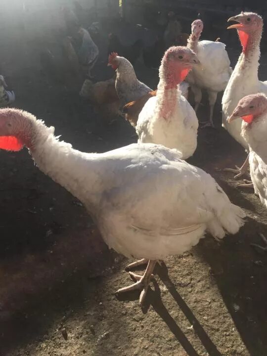Индюки хайбрид конвектор. Хайбрид кросс индюки. Индюшата кросса хайбрид. Хайбрид конвертер индюки. Индюки хайбрид конвертер.