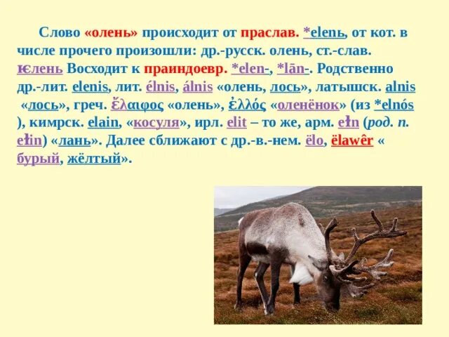 Что обозначает олень. Текст про оленя. Олень слово. Фразеологизм к слову олень. Фразеологизм со словом олень.