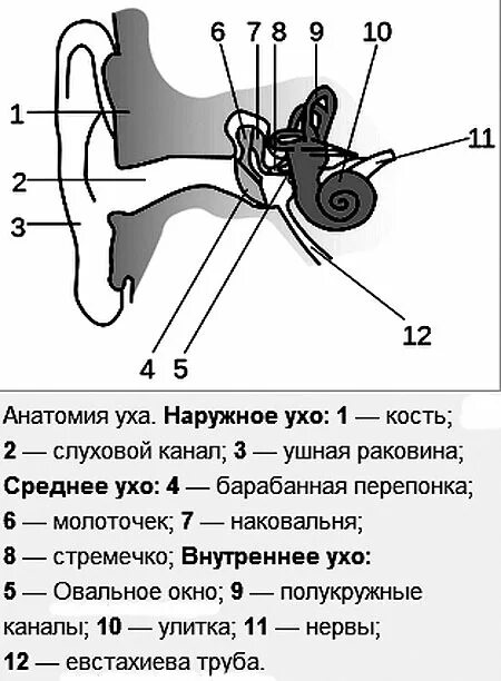 Строение уха человека описание. Схема строения наружного среднего и внутреннего уха. Наружное ухо среднее ухо внутреннее ухо строение. Строение уха вид сбоку. Строение среднего уха схема.