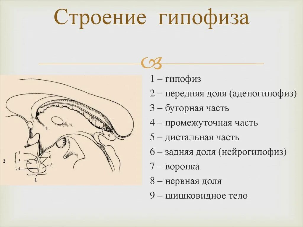 2 гипофиза. Части долей гипофиза. Функции задней части гипофиза.