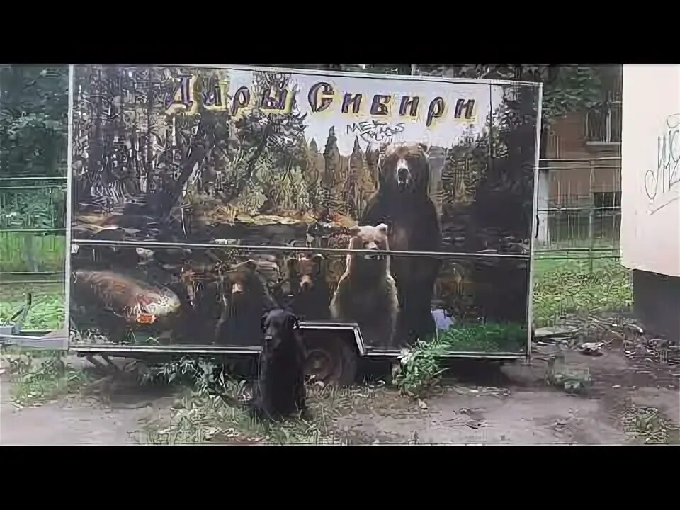 Сибирский медведь дозор. Дары Сибири с медведем.