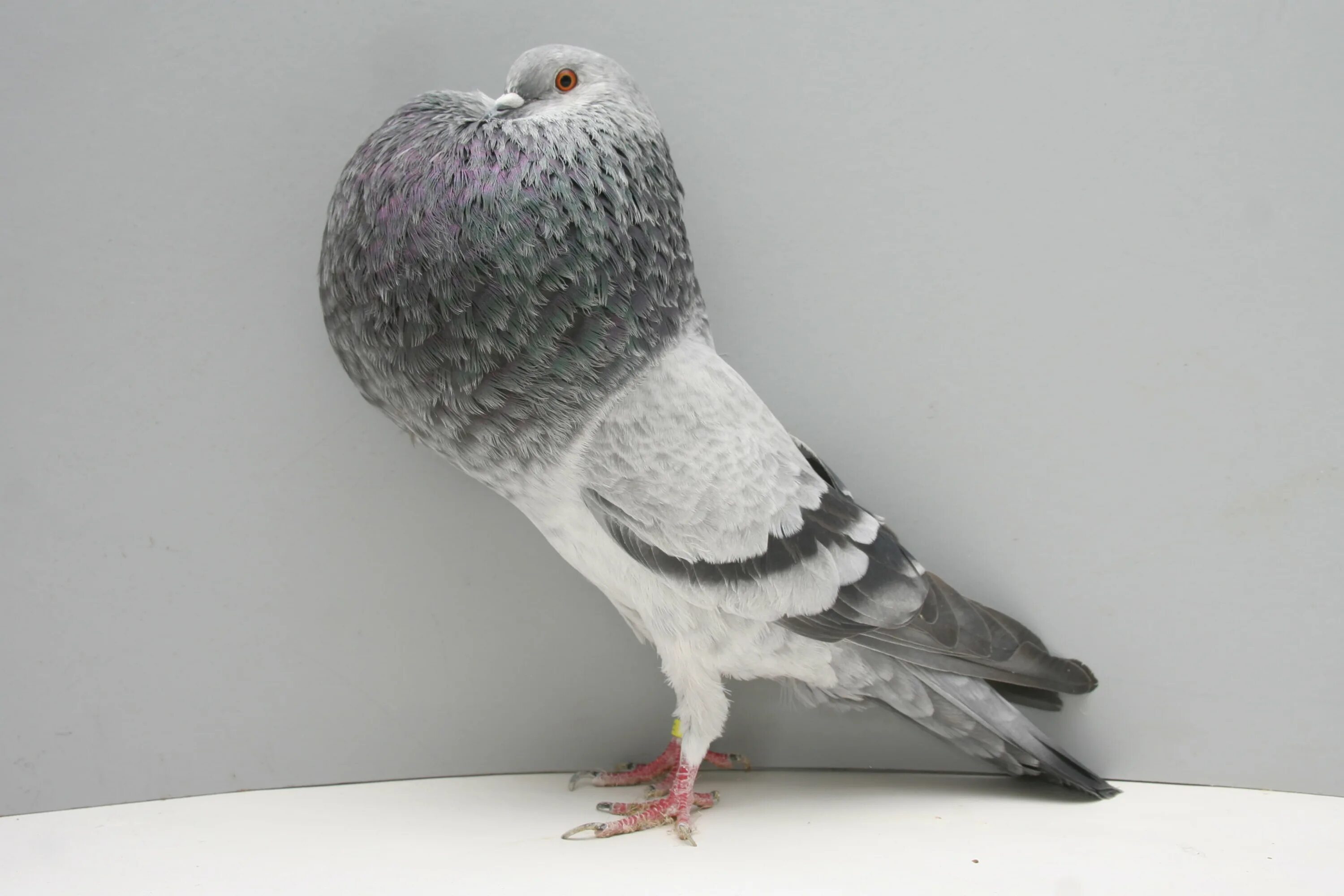 Pouter pigeon. Померанский дутыш голубь. Саксонский дутыш. Брненский голубь. Брненский дутыш голубь.