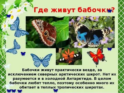 Где живут мотыльки