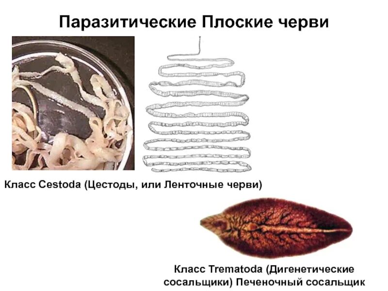 Печеночный сосальщик ленточный червь. Трематоды моногенеи цестоды. Паразитические плоские черви сосальщики и ленточные.