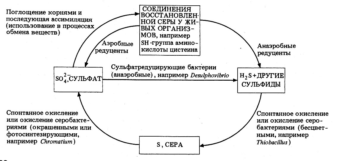 Роль микроорганизмов в круговороте серы. Круговорот веществ серы схема. Круговорот серы в природе микроорганизмы. Круговорот серы микроорганизмы схема. Круговорот серы в биосфере схема 9 класс.