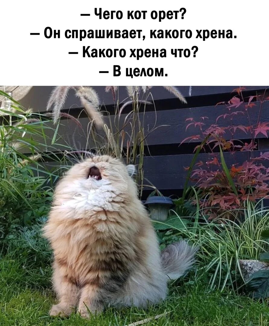 Почему коты орут