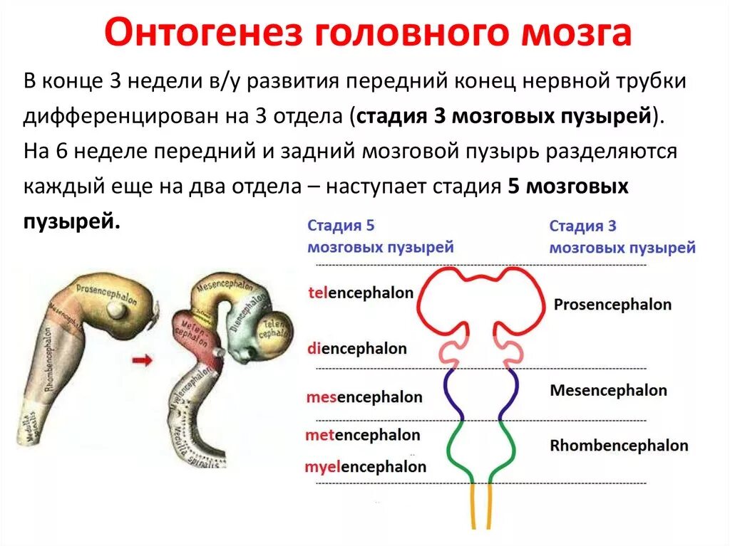 3 пузыря мозга. Эмбриогенез головного мозга схема. Онтогенез нервной системы головного мозга. Схему развития головного мозга человека. Опишите этапы онтогенеза отделов мозга.