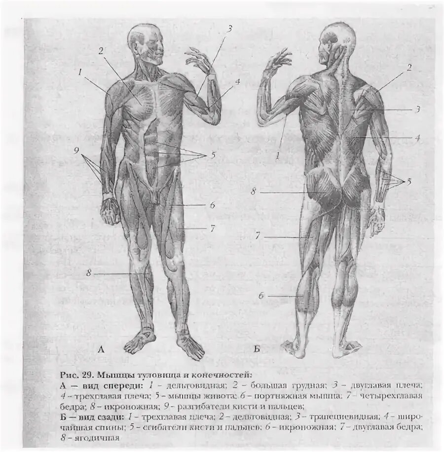 Класс мышцы