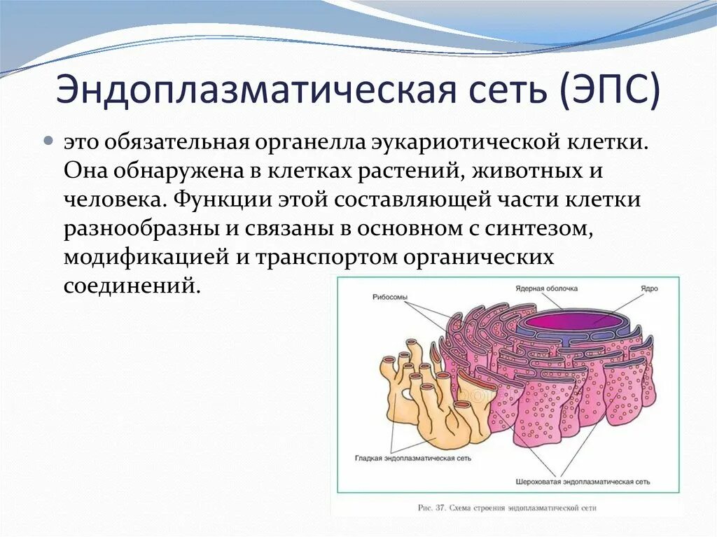 Канал эндоплазматической сети