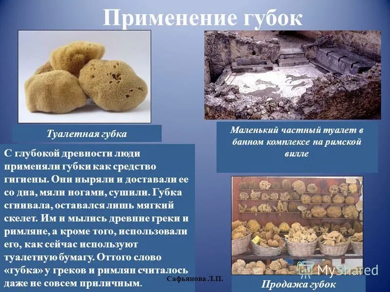 Как человек использует губки. Туалетная губка в биологии. применение губок. талетнаягубка в биологии. известковые губки презентация.
