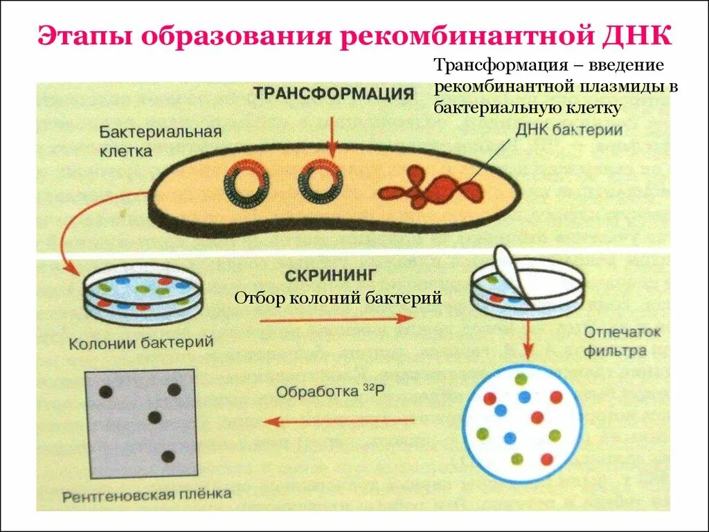 Введение рекомбинантных ДНК В клетки бактерий. Этапы технологии рекомбинантной ДНК. Метод рекомбинантных ДНК схема. Плазмида бактериальной клетки. Этапы получения бактерий с рекомбинантной плазмидой