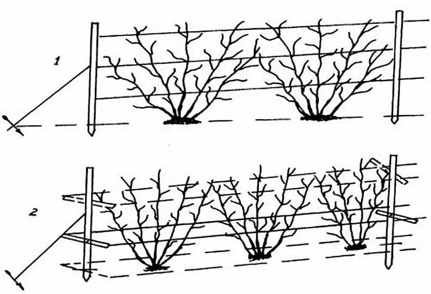 Шпалерная формировка крыжовника. Шпалерная подвязка крыжовника. Подвязка кусты смородины крыжовника. Крыжовник схема посадки кустов.