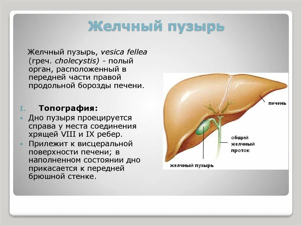 Как болит печень и желчный