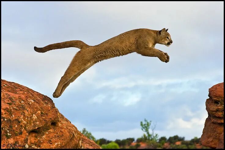 Light-footed lemurs dance in the sands of Madagascar Unusual animals, Weird anim