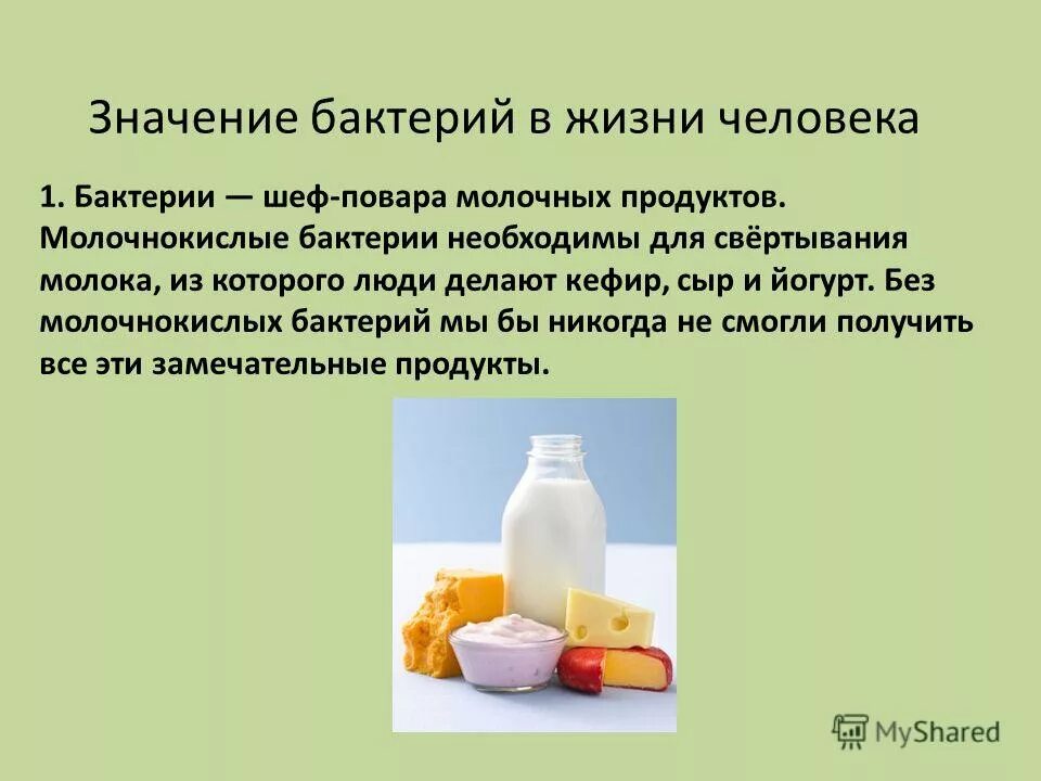 Использование микроорганизмов в кулинарии. Молочнокислые пробиотические бактерии. Как человек использует молочнокислые бактерии. Молочнно кислые бактерии. Особенности молочнокислых бактерий.