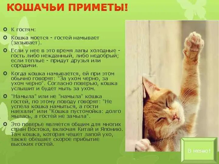 Рыжий кот пришел в дом примета. Приметы про котов. приметы о котах. приметы о котах и кошках. кот в доме приметы.