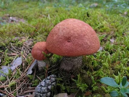 К чему снится собирать красноголовики