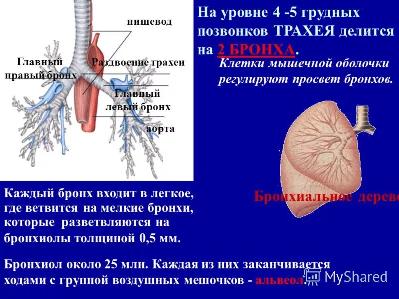 Пищевод бронхи. Трахея делится на 2 бронха. Трахея делится на бронхи на уровне грудных позвонков. Трахея делится на правый и левый бронх на уровне. Просветы главных бронхов.