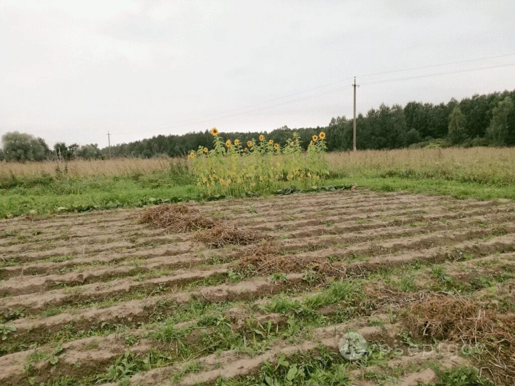 Покупка участка в собственность. Участок земли. Земельный участок СНТ. Земельный участок картинка. Садовый участок СНТ.