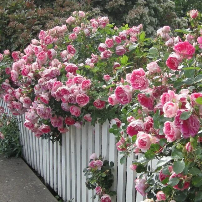 30 Clever Garden Trellis Ideas for Your Outdoor Space Climbing roses, Garden tre