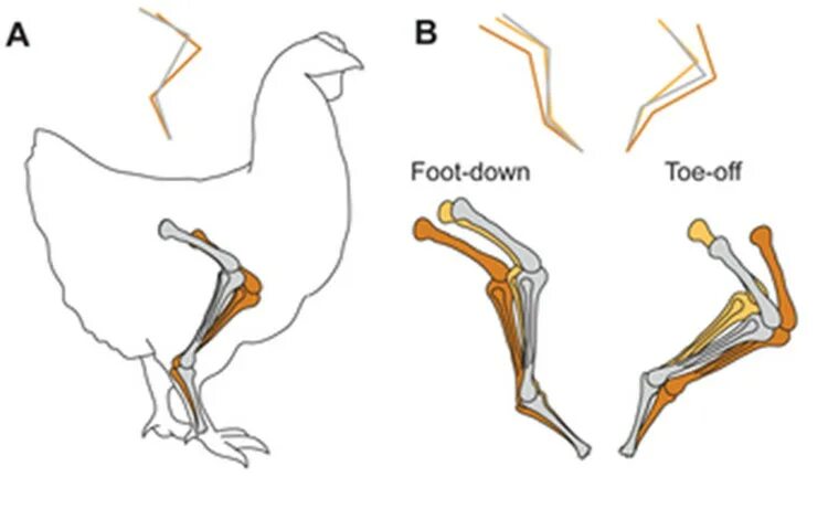 Кости задних конечностей у птиц. Анатомия птиц для художников. Кость голени у птиц. Bird Legs. Фазы движение ноги птицы.