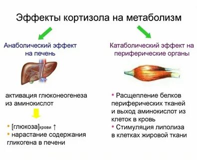 Влияние кортизола