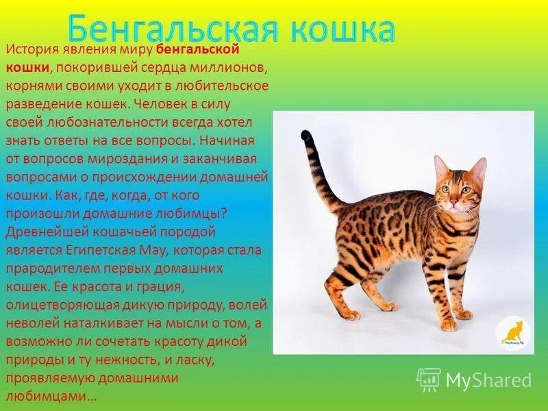 Как описать кошку. Бенгальская кошка. Рассказ про бенгальского кота. Сообщение о бенгальской кошке. Рассказ о бенгальской кошке.