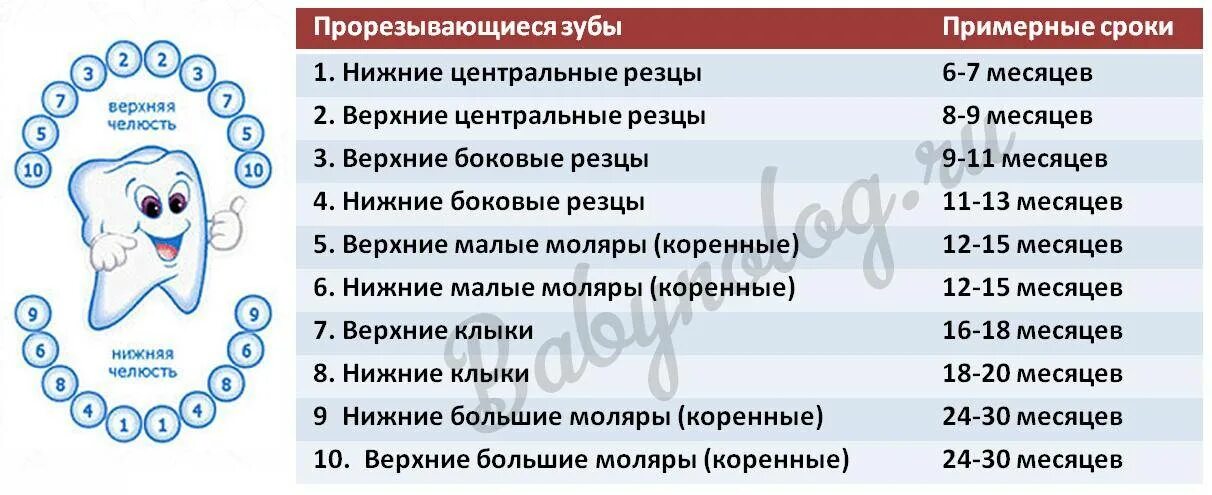 Зубы по возрасту таблица. Схема прорезывания зубов у детей до 2 лет. Поочередность прорезывания зубов у детей схема. Зубы у детей схема прорезывания до года. Схема роста зубов у детей до 2 лет.