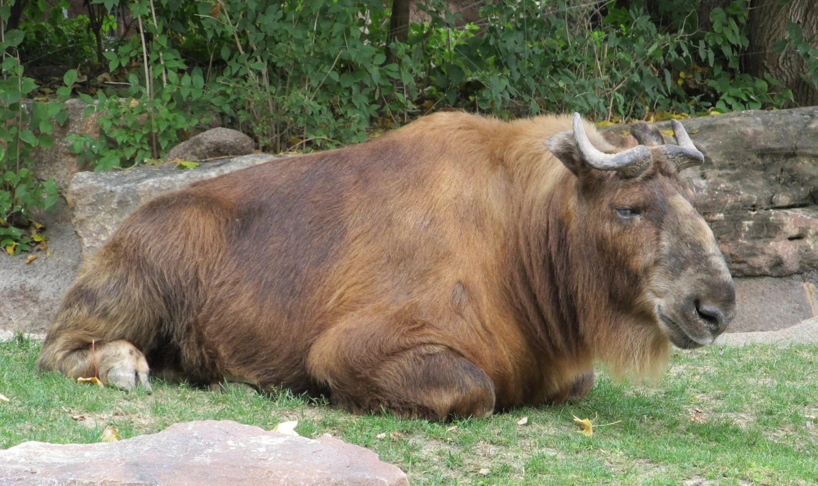 Самое крупное парнокопытное. Американский Бизон Московский зоопарк. Крупные копытные животные. Животное похожее на быка. Парнокопытные.