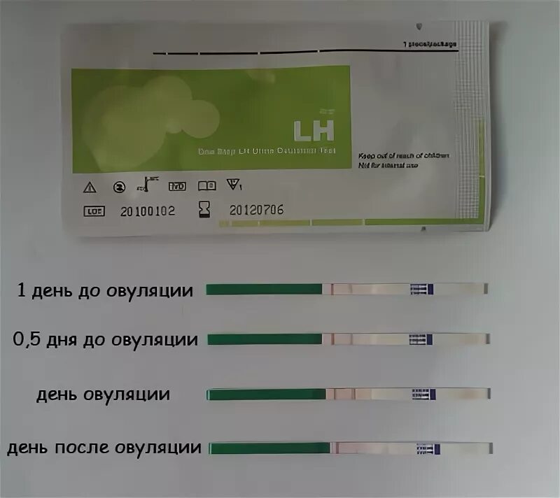 Выделения при овуляции и тест на овуляцию. Тест на овуляцию и беременность. На тесте овуляция выделения. Тест на овуляцию при беременности. Через сколько после овуляции наступает беременность