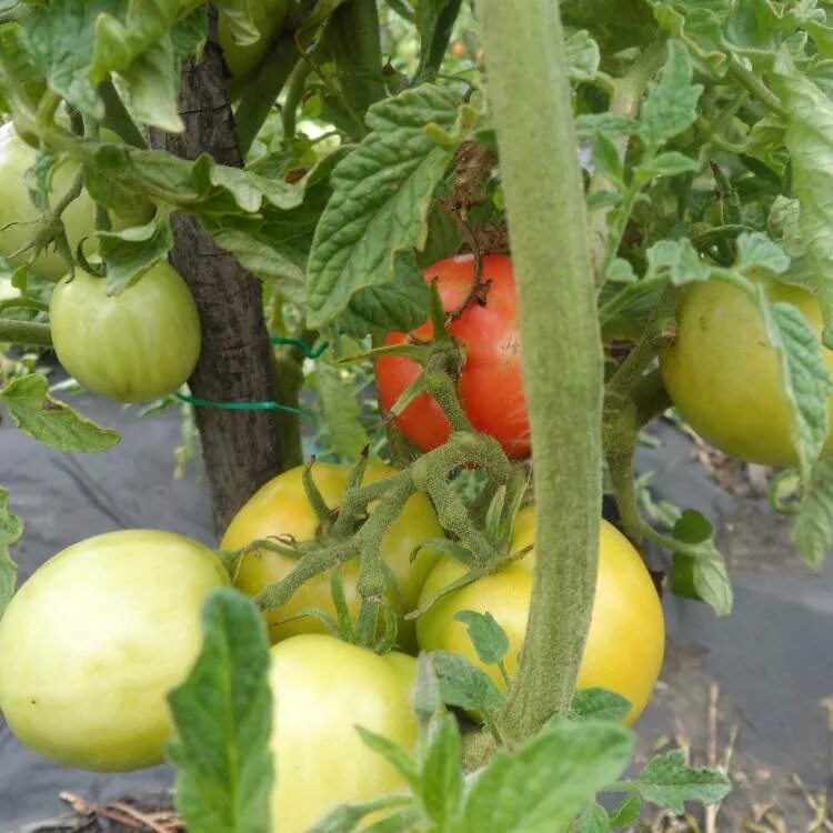 сараев томаты. сараев томаты. помидор до селекции. томат грунтовый сараева. помидор грунтовый.