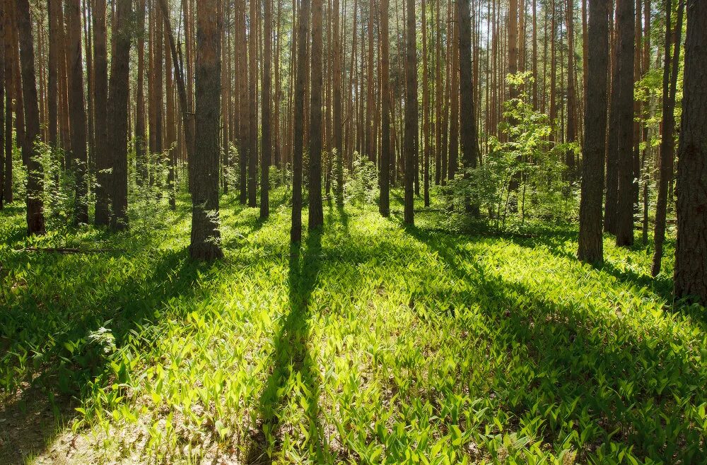 Подлесок тайги. Подлесок кустарниковый ярус. Лесной подлесок. Беломорская Тайга подлесок. Густой подрост