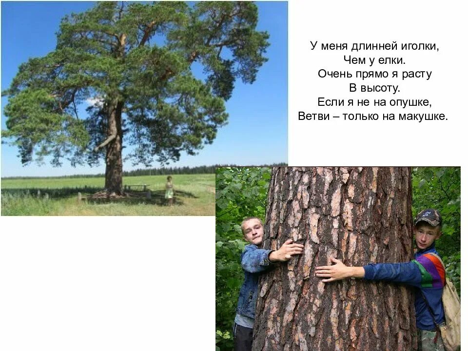 Загадка у меня длинней иголки чем у елки. У родственницы елки длинные иголки ветви на макушке коль не на опушке. Очень прямо. У меня длинней иголки чем у елки. Загадка у меня длинней иголки чем у елки.