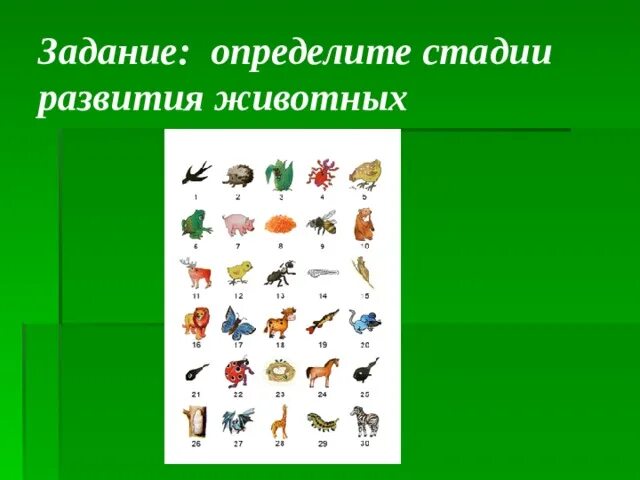 Конспект рост и развитие животных 8 класс. Стадии развития животных 6 класс. Стадии развития животных задание. Рост и развитие животных 6 класс. Функция развития у животных.