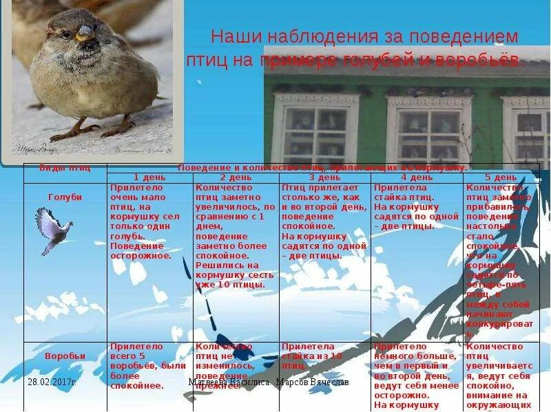 Что изменилось в поведении птиц осенью. Как птицы готовятся к зиме. Зимующие птицы. Птицы осенью изменения. Что изменилось в поведении птиц осенью.