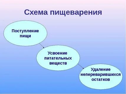Усвоение питательных веществ